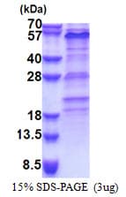 Human ZNF689 Protein (Recombinant His)