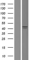 BCKDHA / BCKDE1A Protein (Over-Expression Lysate Myc-DDK (Flag))