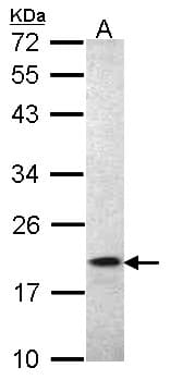 PathPlus™ AIF1 / IBA1 Antibody (aa85-147)