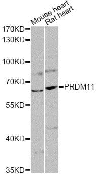 PRDM11 Antibody