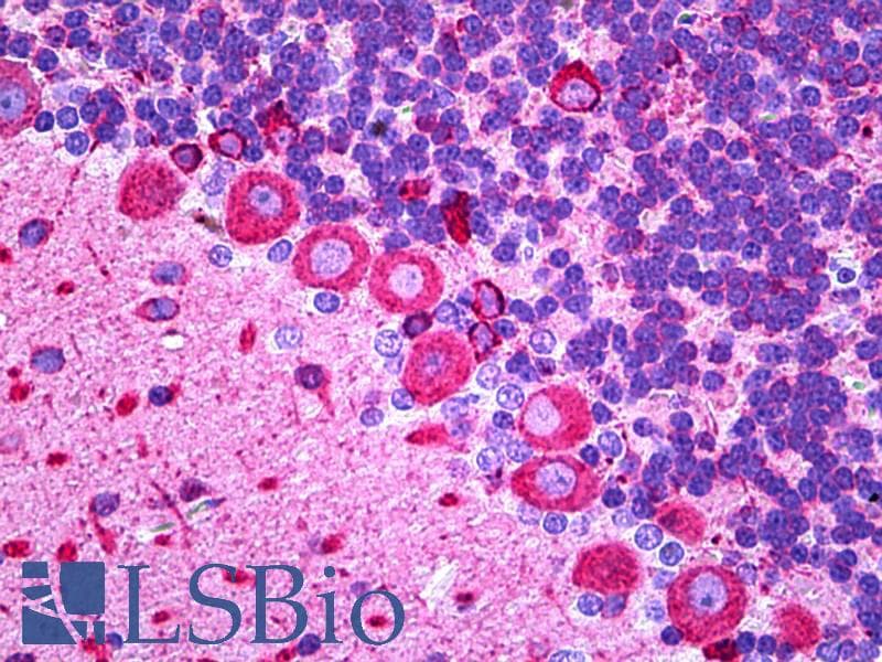 IHC-plus™ Monoclonal Mouse anti-Rat TUBB3 / Tubulin Beta 3 Antibody (IHC, WB)