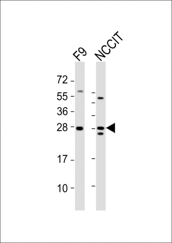 LIN28A / LIN28 Antibody (aa177-210)