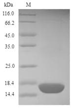 Mercurialis annua Mer a 1 Protein (Recombinant 6His, N-terminus)