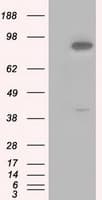 BHMT Antibody (clone OTI2F6)