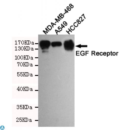 EGFR Antibody