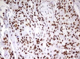 CDCA7L Antibody (aa1-337, clone OTI3B5, Carrier-free)