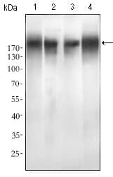 EGFR Antibody (aa693-893, clone 5G9B5)