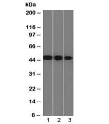 ENO2 / NSE Antibody (clone ENO2/1375, Azide-free, BSA-free)