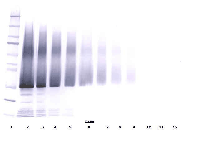 Polyclonal Rabbit anti-Human IGFBP5 Antibody (Biotin, WB)