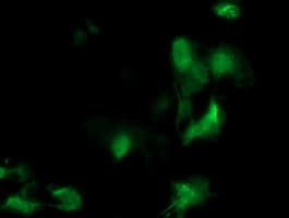 MEIS3 Antibody (clone OTI3A7)