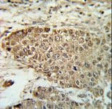 BIN3 Antibody (aa1-30)
