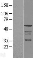 COPD / ARCN1 Protein (Over-Expression Lysate Myc-DDK (Flag))