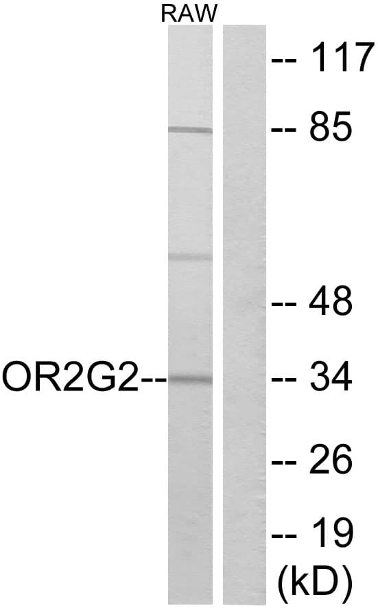 Polyclonal Rabbit anti-Human OR2G2 Antibody (aa241-290, IF, WB)
