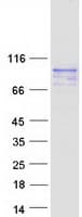 Human C19orf44 Protein (Recombinant Myc-DDK (Flag))