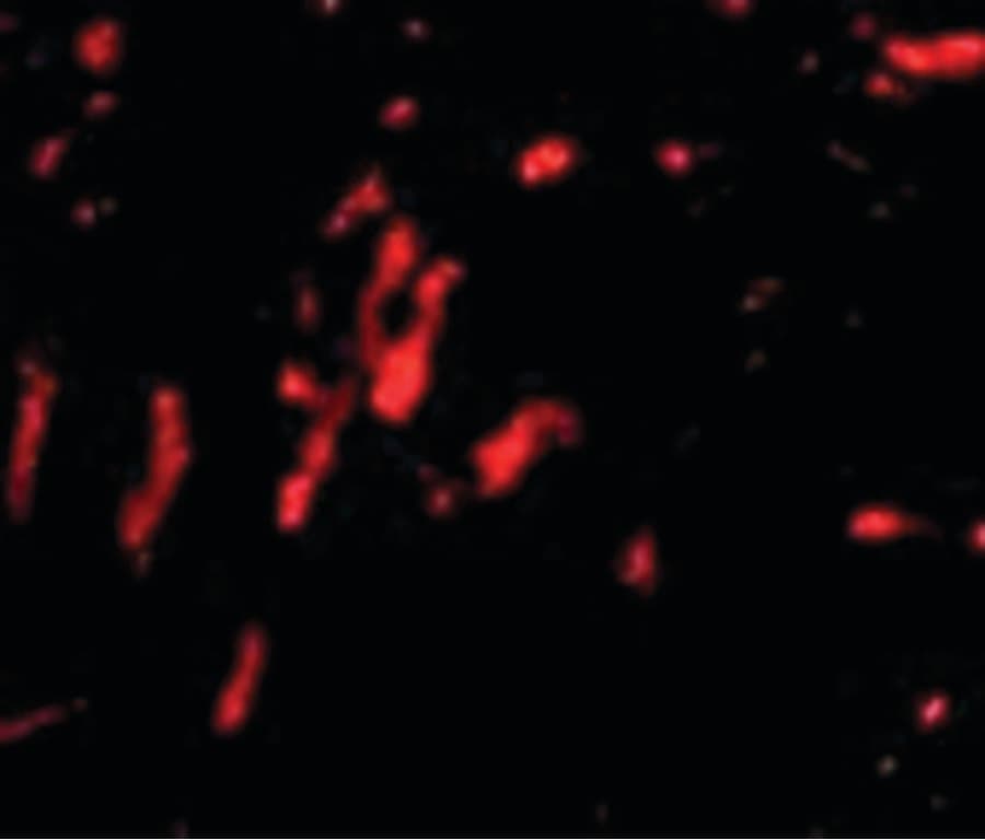 CDCA8 / Borealin Antibody