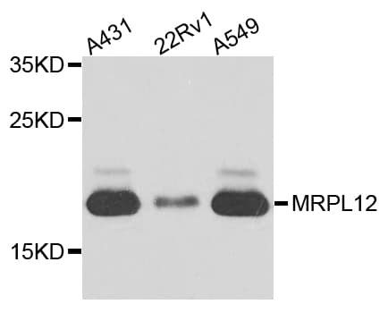 MRPL12 Antibody