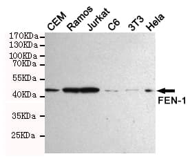 Monoclonal Mouse anti-Human FEN1 Antibody (WB)