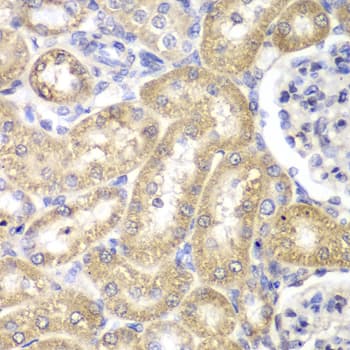 HADH Antibody