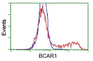 BCAR1 / p130Cas Antibody (clone OTI3A5)