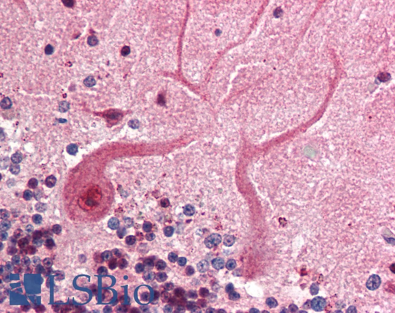 IHC-plus™ SKP1 Antibody (aa152-163)