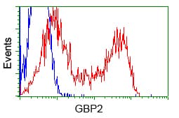 Monoclonal Mouse anti-Human GBP2 Antibody (clone OTI1E5, IHC, IF, WB)