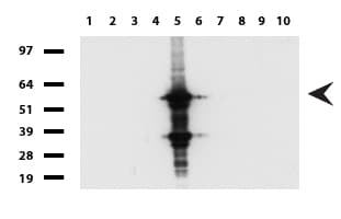 FTCD / 58K Golgi Protein Antibody (clone UMAB123, Carrier-free)