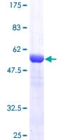 Human USP15 Protein (Recombinant GST)