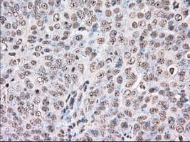 DDX39B / UAP56 Antibody (clone OTI2C5)