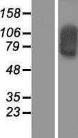 SOX30 Protein (Over-Expression Lysate Myc-DDK (Flag))