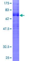 Human CNR1 / CB1 Protein (Recombinant GST, N-terminus)