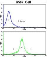 TALDO1 / Transaldolase 1 Antibody (aa186-215)