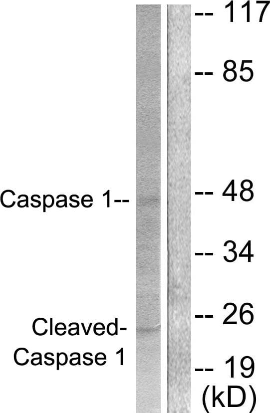 CASP1 / Caspase 1 Antibody (Cleaved-Asp210)