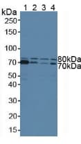 STAM1 / STAM Antibody (aa199-464)