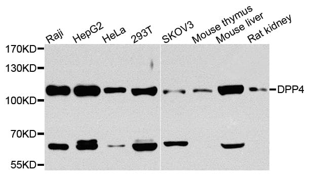 IHC-plus™ DPP4 / CD26 Antibody