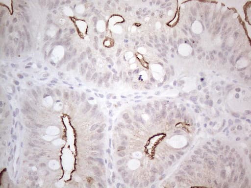 NPPB / BNP Antibody (aa27-102, clone OTI11G4)