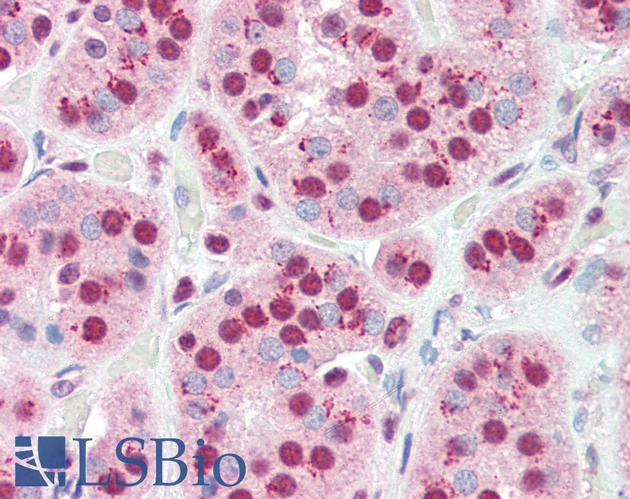 IHC-plus™ APEX1 / APE1 Antibody