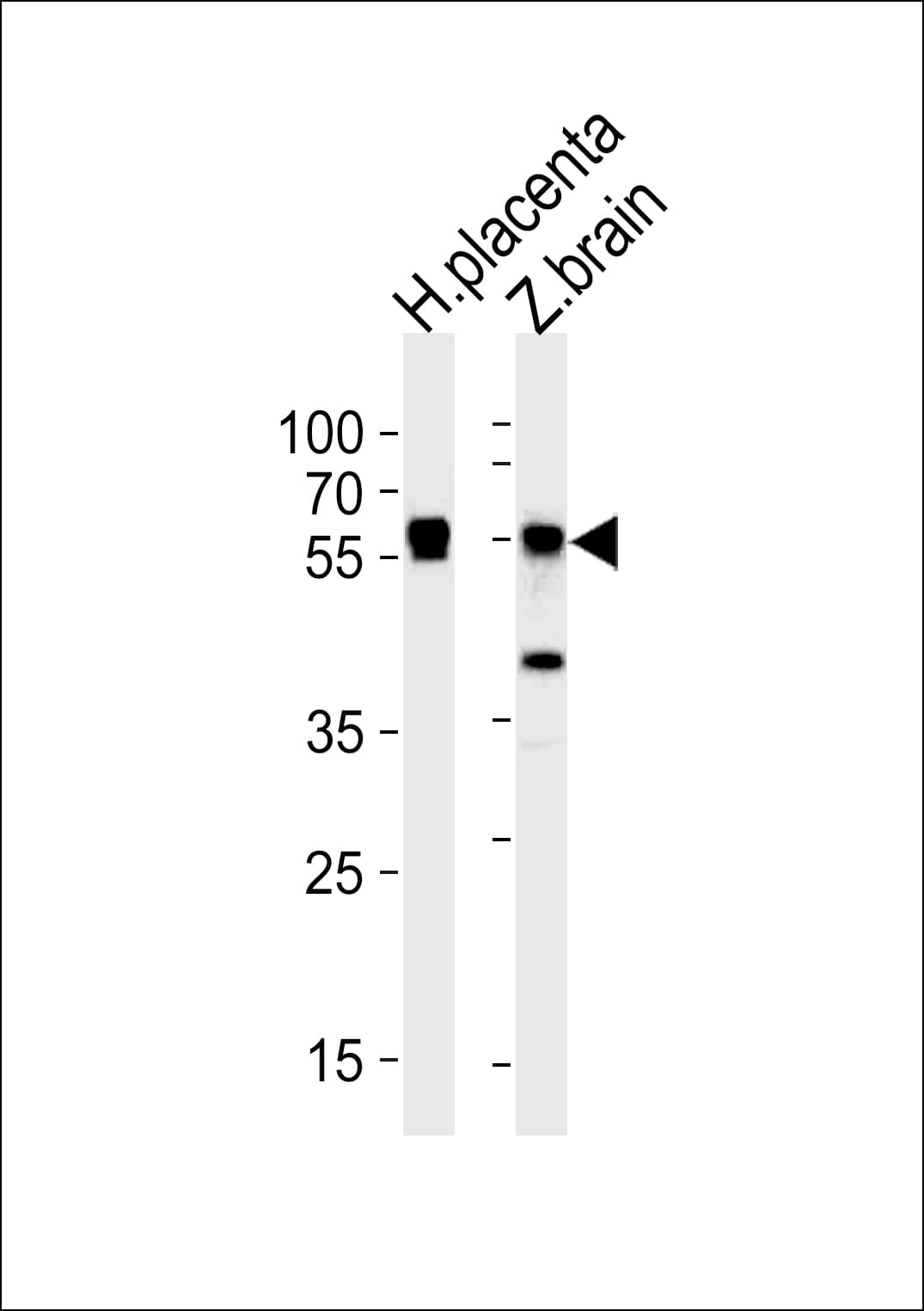STK3 Antibody (aa228-252)