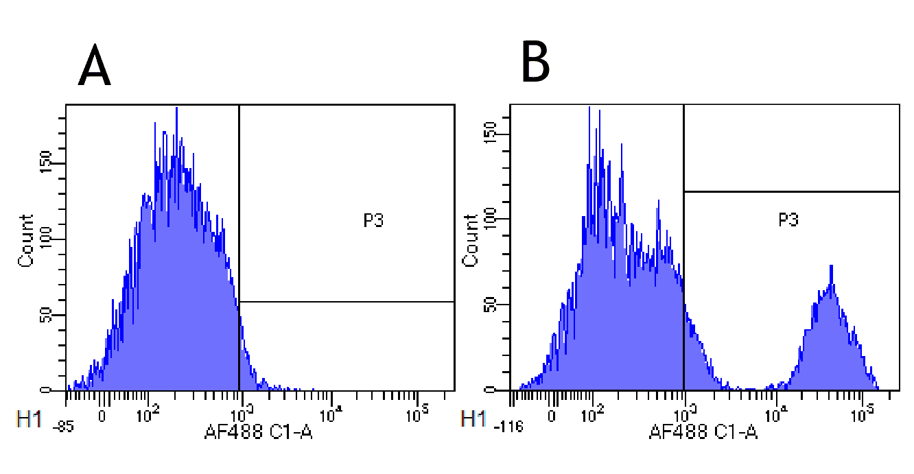 Recombinant Monoclonal Human anti-Human CD20 Antibody (clone 10F381 (rituximab), CD20)