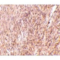 Trim30 Antibody