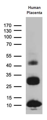 Monoclonal Mouse anti-Human C19orf52 Antibody (clone OTI3C5, aa100-260, WB)