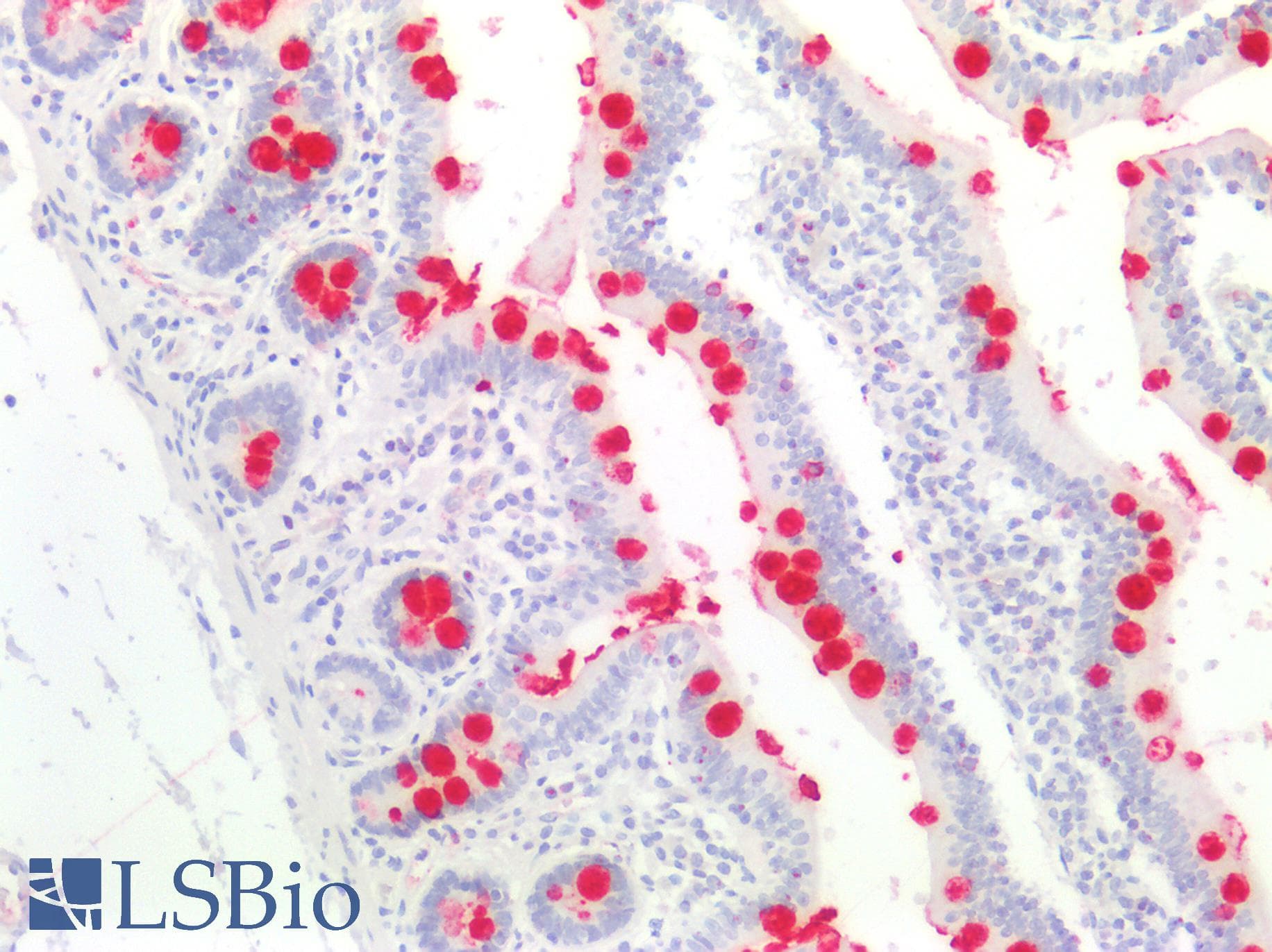 FCGBP Antibody (aa5176-5344)