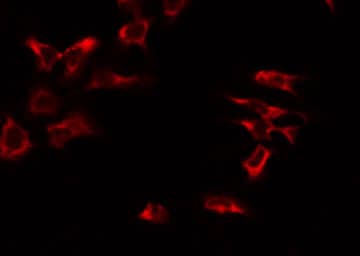 MRPS17 Antibody
