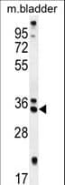 REEP4 Antibody (aa228-257)