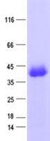 Human ZNF187 Protein (Recombinant His, N-Terminal)