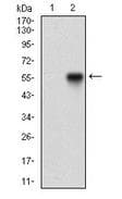 NBN / Nibrin Antibody (aa400-650, clone 7E4A2)