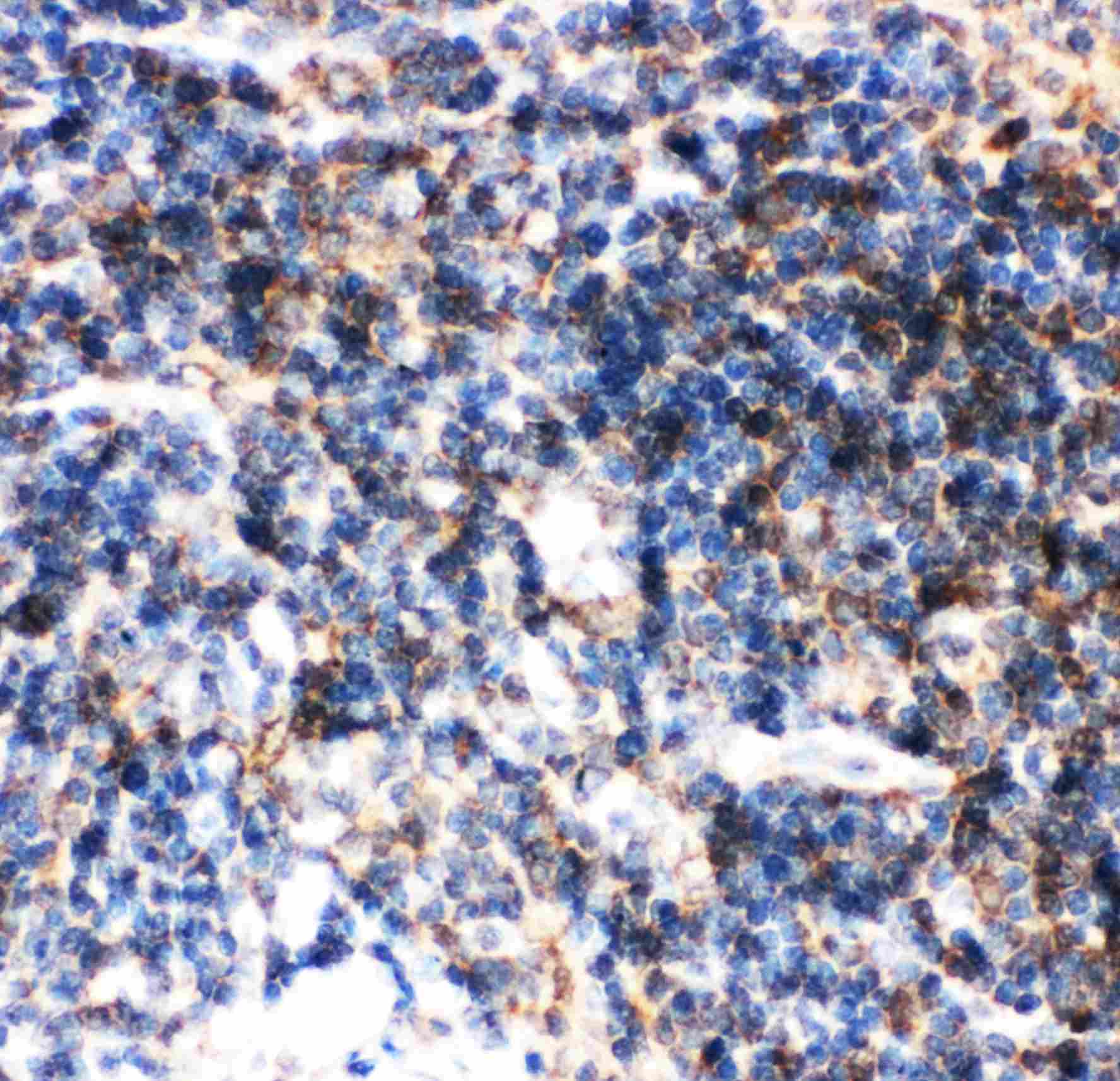 BID Antibody (aa1-195)
