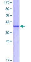 Human HBZ Protein (Recombinant GST)