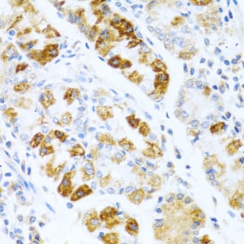 BMP3 Antibody