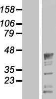 QKI Protein (Over-Expression Lysate Myc-DDK (Flag))