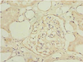 NAPG Antibody